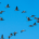 Agile portfoliomanagement groep vogels 1920x1080